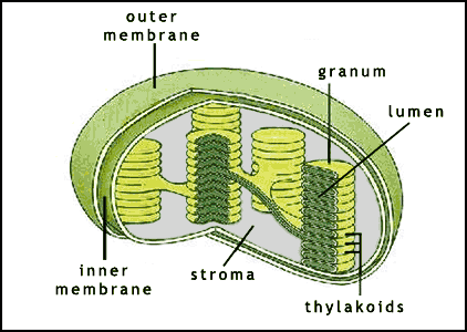 A chloroplast